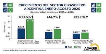 Complejo girasolero: crecimiento en Argentina entre enero y agosto de 2026