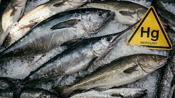Pescados grandes como atún, pez espada y bacalao, dispuestos sobre hielo. Una señal amarilla triangular con 'Hg' y 'MERCURY' en negro está superpuesta en la parte superior derecha