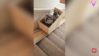 22/10/2020 Esta mujer fabrica un salvaescaleras casero para ayudar a sus perros mayores en su autonomía.
MADRID, 22 oct. (EDIZIONES) Cuando Sonya Karimi, de 31 años, de Nueva Orleans, Luisiana, adoptó a sus tres perros mayores, Geroge, de 13 años, Bodhi y Sam, ambos de 10 años, se dio cuenta de que la escalera de su casa iba a ser un problema para ellos, especialmente para Bodhi debido a un desgarro en el ligamento de la rodilla.
SOCIEDAD
YOUTUBE/VIDELO/SONYA KARIMI