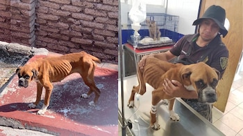 Un perrito en estado de