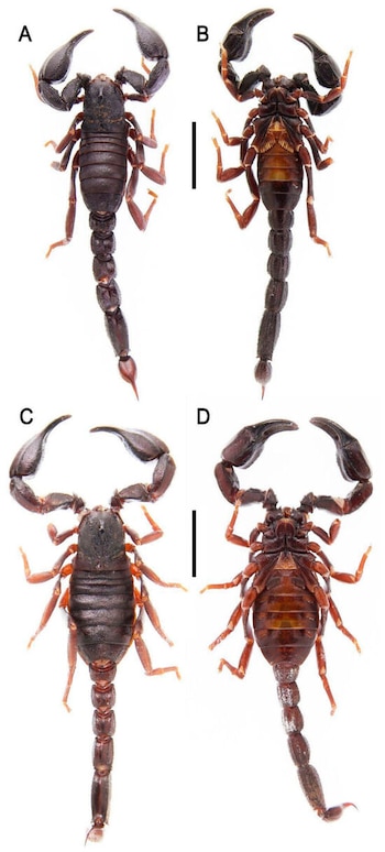 Cuatro fotografías de escorpiones en vistas dorsal y ventral identificadas de la A a la D sobre un fondo blanco con barras de escala