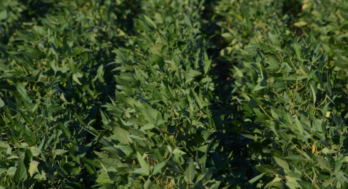 La nueva soja incorpora tolerancia a herbicidas a base de glifosato, glufosinato de amonio y 2,4-D, además de productos inhibidores de la enzima HPPD (SAGyP)