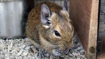 Degus, los extraños roedores chilenos