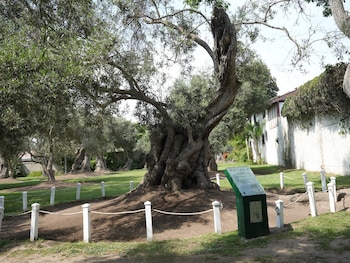 Lima tiene 26 árboles patrimoniales