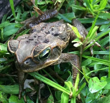 Sapo de color marrón y verde con ojos saltones sobre hierba verde. El sapo tiene piel rugosa con protuberancias y manchas oscuras