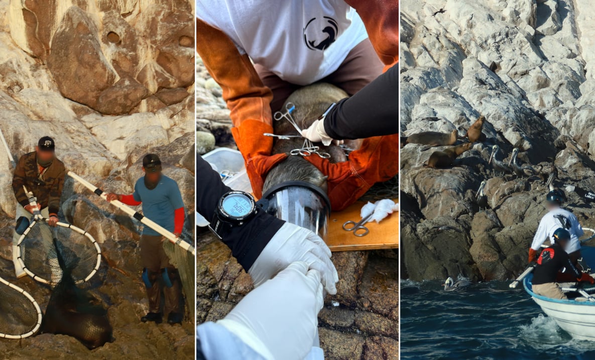 Profepa busca fortalecer protección a lobos marinos a través de convenio con asociación civil