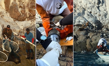 En 2025, Profepa en conjunto