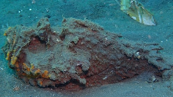 El pez piedra se camufla