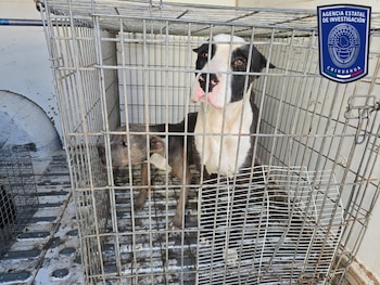 Autoridades rescatan más de 500