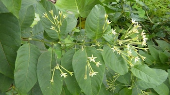 Cestrum auriculatum. (Peter Greenwood)