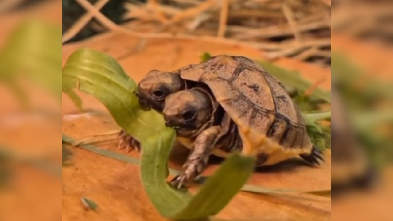 Una tortuga con dos cabezas que ha llegado a un santuario de Francia. (Village des tortues Carnoules/Instagram)