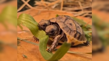 Cuidadores se movilizan para salvar a una tortuga bebé que nació con dos cabezas en Var (Francia)