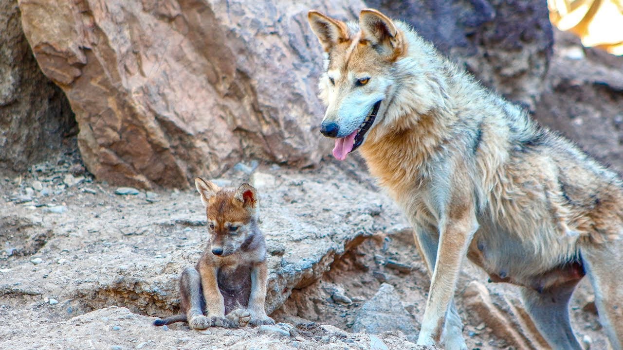 El lobo gris mexicano está en peligro de extinción. (Foto: Archivo)
