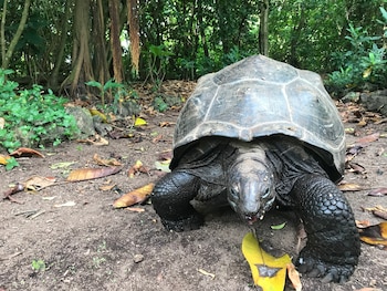 La reintroducción de solo 10 tortugas gigantes de Aldabra en la isla de Aride (Seychelles) ha permitido restablecer en seis meses procesos ecológicos que habían desaparecido hace más de 180 años