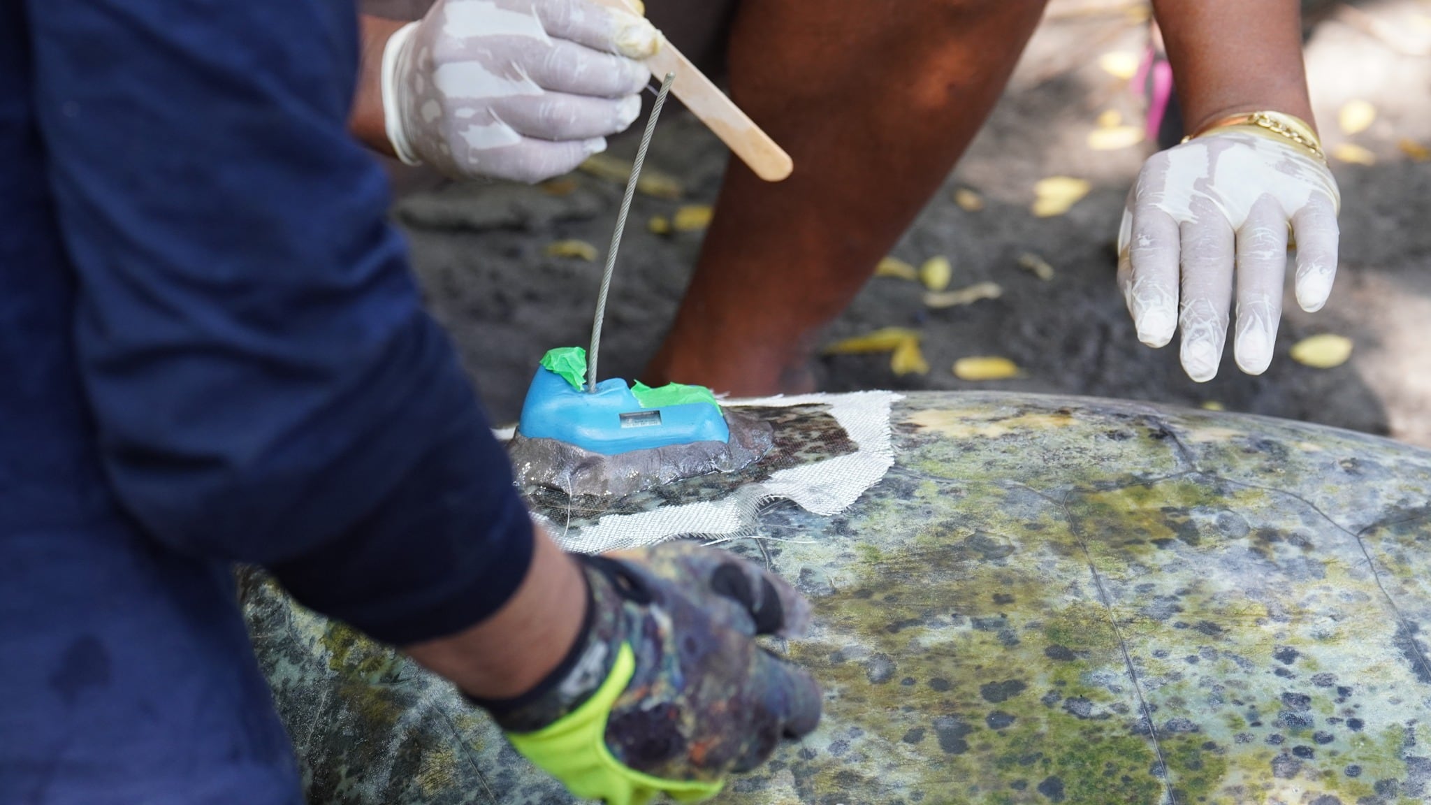 El monitoreo satelital de tortugas prietas empleó transmisores SPOT y el sistema ARGOS para rastrear rutas migratorias en El Salvador. (Cortesía: Fondo de Inversión Ambiental de El Salvador)