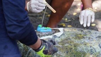 El monitoreo satelital de tortugas prietas empleó transmisores SPOT y el sistema ARGOS para rastrear rutas migratorias en El Salvador. (Cortesía: Fondo de Inversión Ambiental de El Salvador)