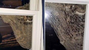 "Solo toqué ligeramente la ventana