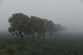 Algunas especies del género Ficus