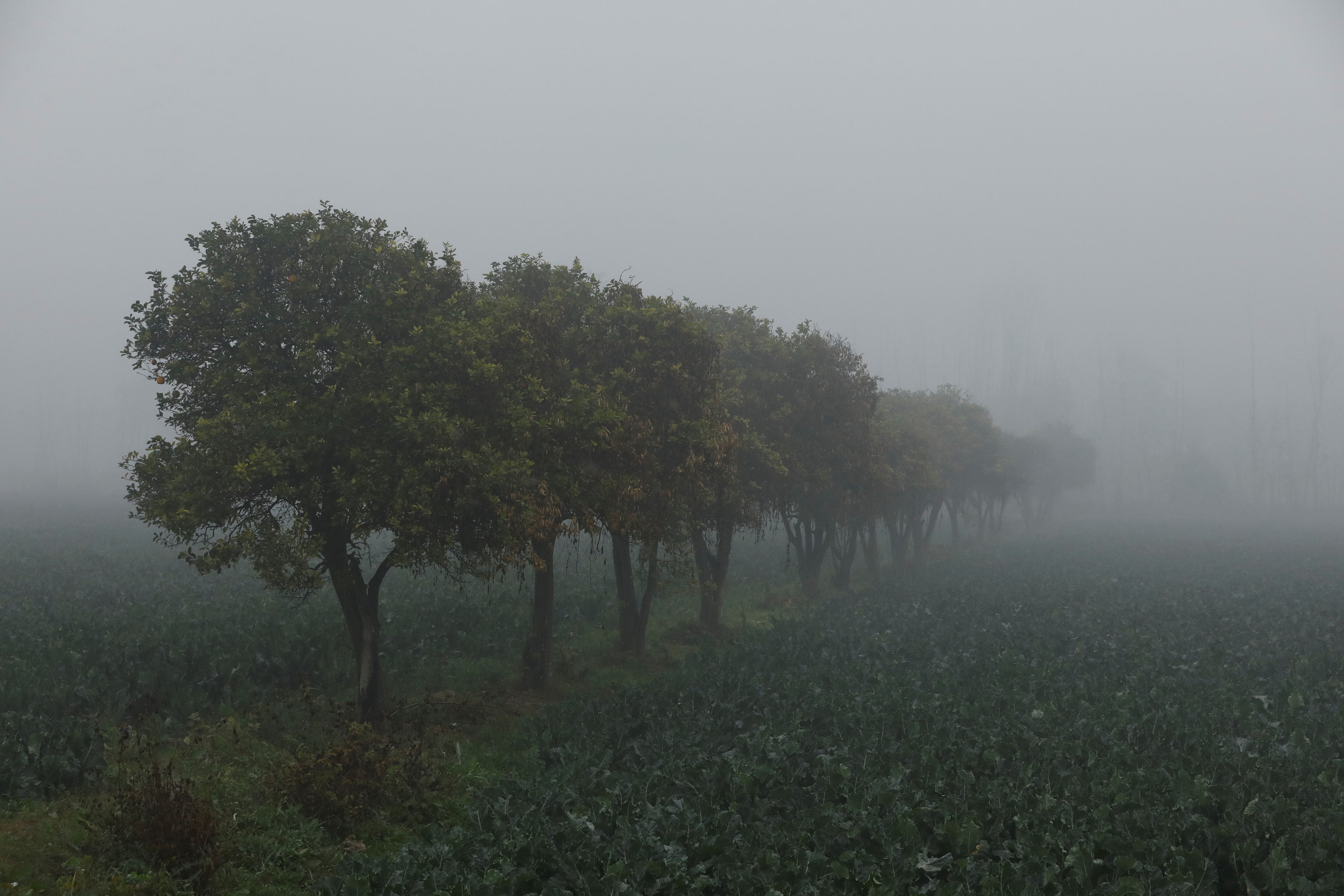 Algunas especies del género Ficus fijan carbono en forma de roca, convirtiendo CO atmosférico en carbonato de calcio en troncos y suelos (REUTERS/Fayaz Aziz)