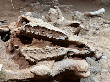 Primer plano de una mandíbula fosilizada con varias piezas dentales en un yacimiento arqueológico, rodeada de tierra y otros restos óseos