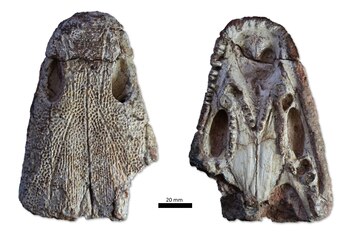 El equipo de investigadores encontró un cráneo parcial. (Felipe Pinheiro/UNIPAMPA)
Kwatisuchus, Brasil, dinosaurios, anfibios, prehistoria, descubrimiento, Rusia, animales, mascotas