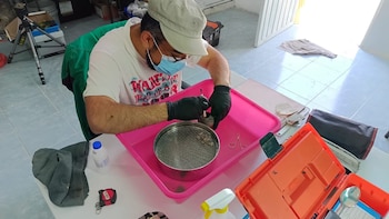 Un arqueólogo con guantes y mascarilla examina pequeños fragmentos en un tamiz dentro de una bandeja rosa sobre una mesa de trabajo