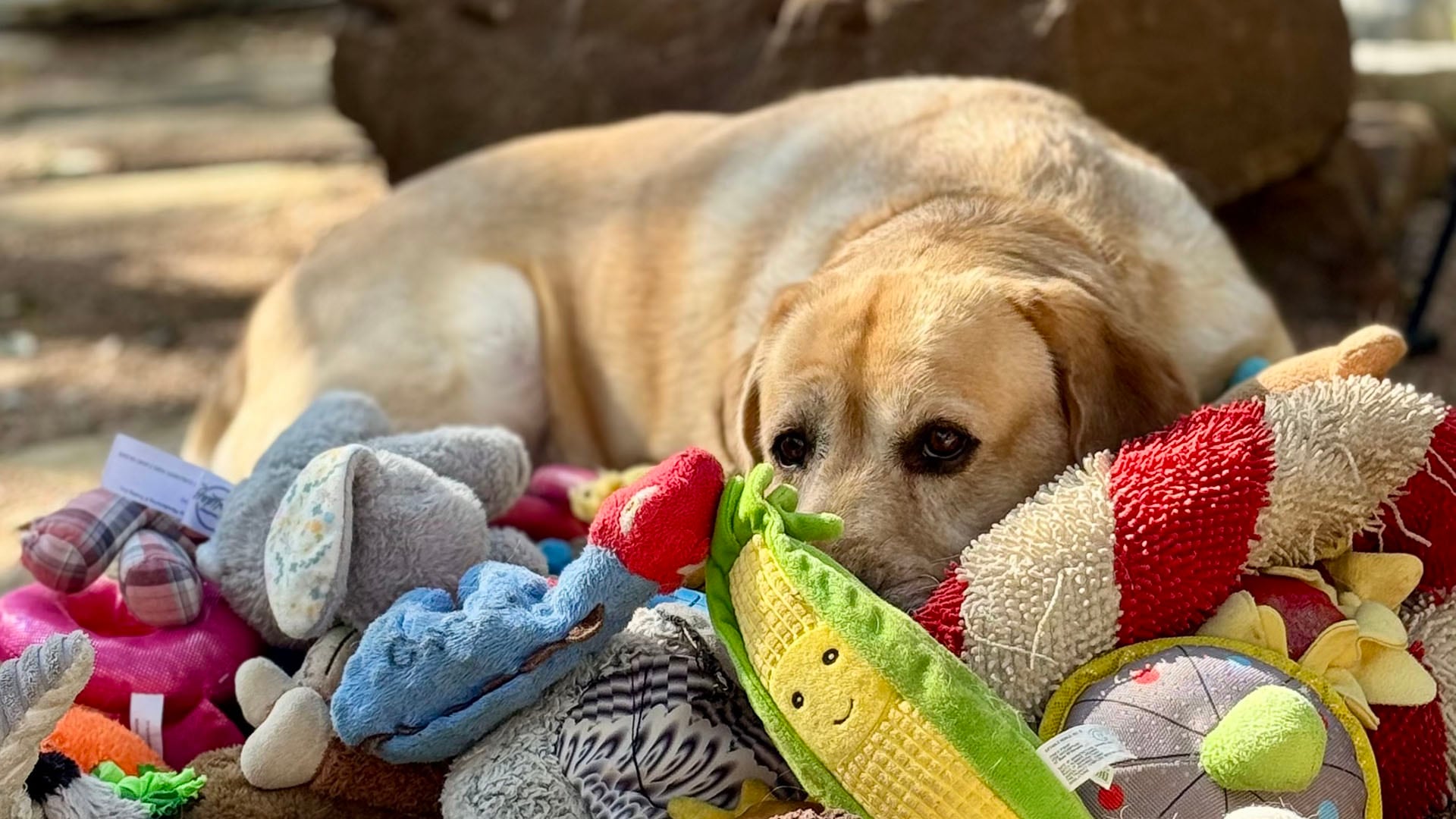 La investigación, publicada en Science, revela que aprender nuevas etiquetas no es una habilidad exclusiva de los humanos (Don Harvey)