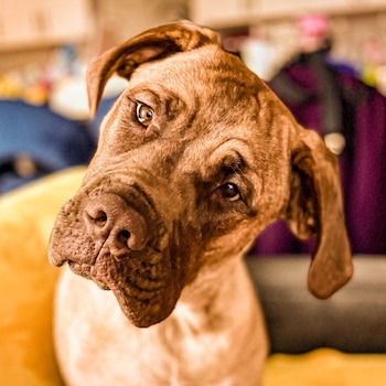 Sherman pasó por un etapa