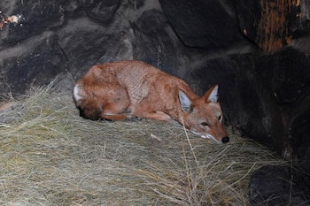 El lobo etíope, restringido al este de África y con menos de 250 ejemplares adultos, enfrenta un alto riesgo de extinción debido a la disminución de su hábitat y enfermedades (Ethiopian Wolf Conservation Programme)