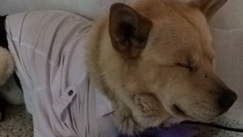 El perro se quedó dormido