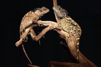Un lagarto en Tailandia recibió un nombre inspirado en House of the Dragon