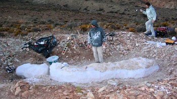 Hallan en Chubut una nueva especie de dinosaurio herbívoro y de cuello largo: cómo lo descubrieron