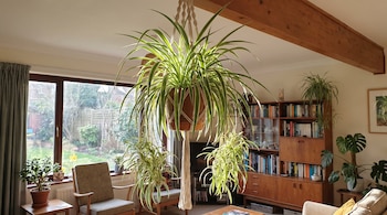 Una sala de estar con una planta cinta colgante grande, dos más pequeñas, varias plantas en maceta, un ventanal, una viga de madera, estanterías y sillas.