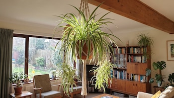 Cinta: la planta depuradora de aire ideal para principiantes que puedes tener en la sala de tu casa