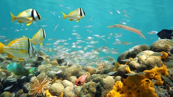 La protección de la biodiversidad