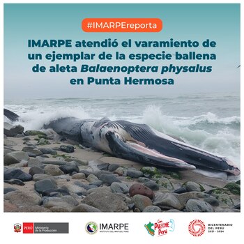 Imarpe dio detalles de la