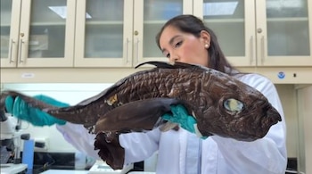 Bióloga en bata blanca y guantes examina un tiburón gatita oscuro, aparentemente conservado, en un laboratorio con estantes al fondo