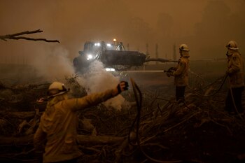 Bomberos talan un árbol de