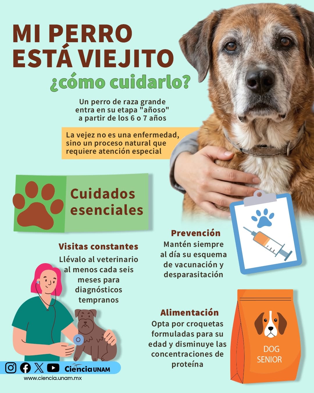 Cómo cuidar a tu perro viejito (UNAM)