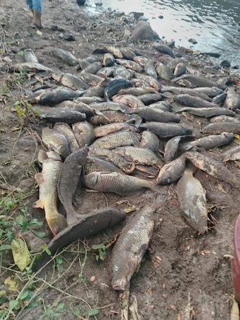 Gran cantidad de peces muertos