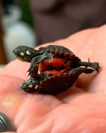 Dos pequeñas tortugas unidas por el vientre se apoyan en la palma de una mano humana