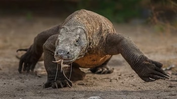 El dragón de Komodo ya era gigante antes de llegar a las islas de Indonesia