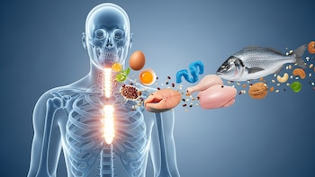 Por qué la proteína es