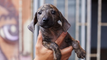Día Internacional del Animal sin Hogar: realizarán jornada de adopción para perros rescatados en Surco