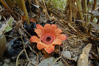 Una rafflesia en el Jardín