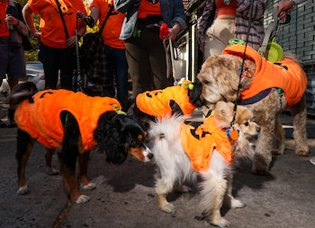 Incluso los perros se disfrazan