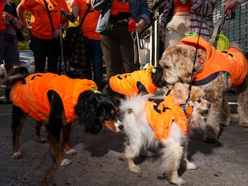 Incluso los perros se disfrazan para esta gran festividad (Reuters)