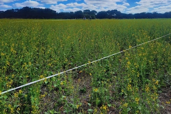 Cultivo de mostaza en el INTA Famaillá, Tucumán