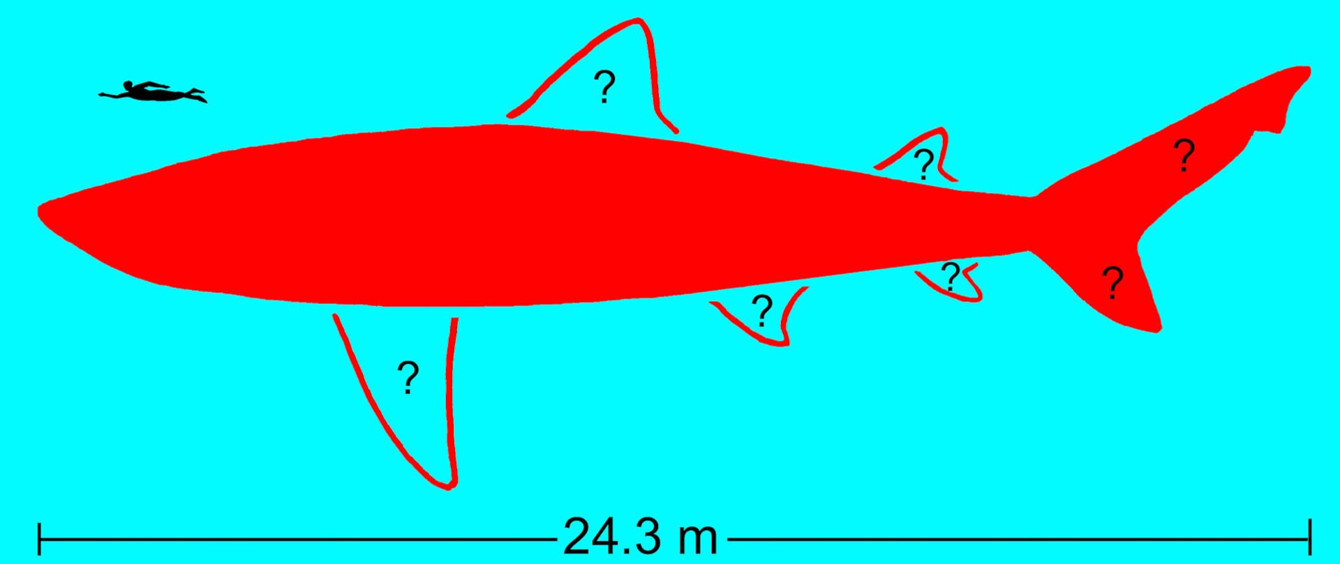 Una ilustración señala la escala de un tiburón Otodus megalodon de 24.3 metros, representado en rojo, junto a la silueta de un nadador en la superficie del agua. (Kenshu Shimada, DePaul University, Chicago)