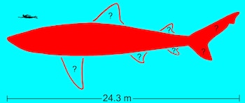 Silueta roja de un tiburón con aletas en forma de interrogación flotando en agua azul, con la silueta negra de un nadador y una medida de 24.3 metros